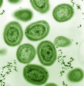 Cyanobacteria