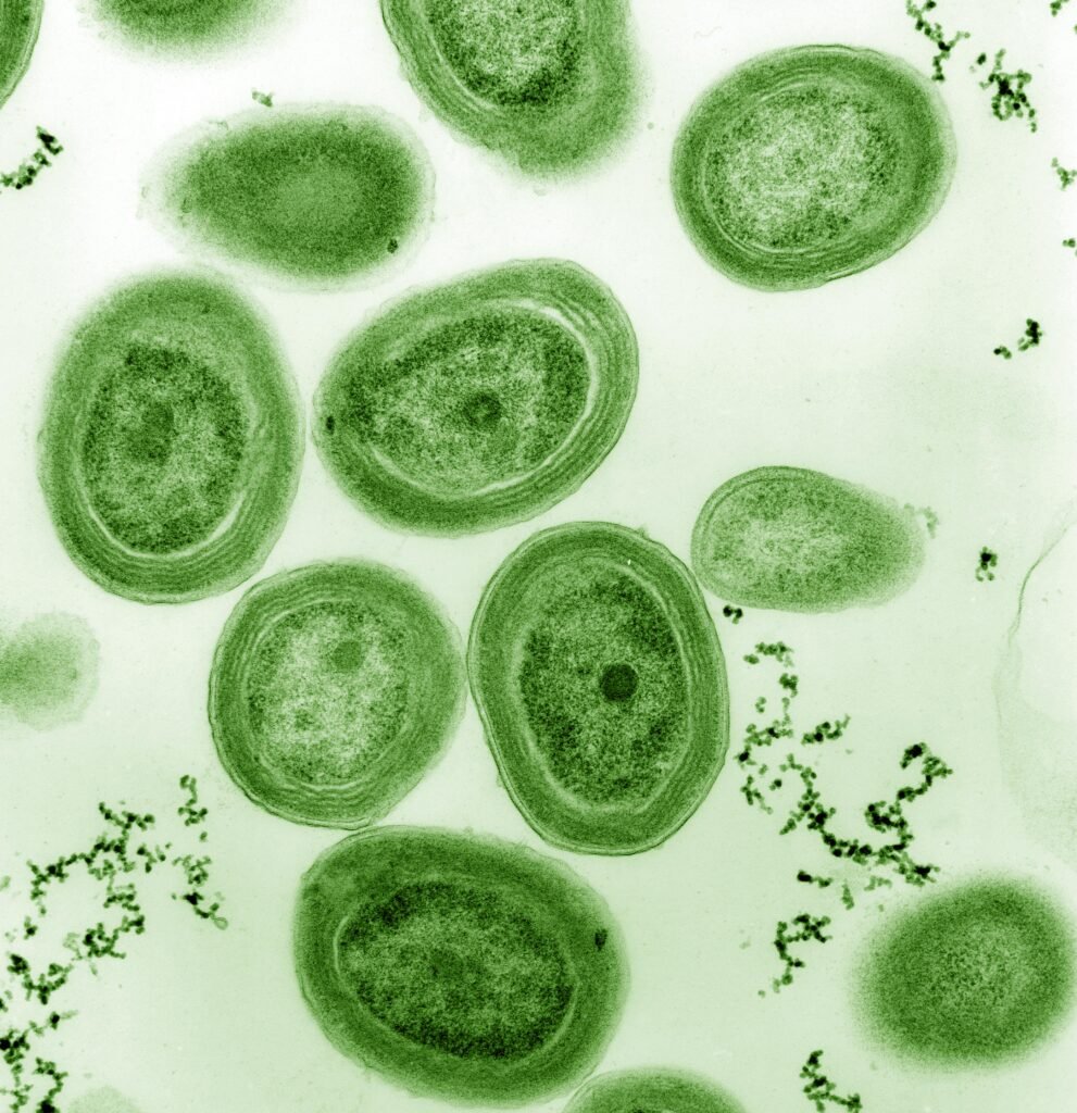 Prochlorococcus_marinus Cyanobacteria